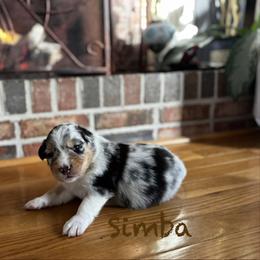 Simba - Blue merle male Australian Shepherd puppy in Blythewood, South Carolina from One Tribe Aussies