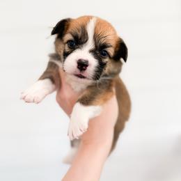 Mr. Laurence - Yellow (Fluffy) - Sable male Pembroke Welsh Corgi puppy in Milan, Georgia from Williams’ Welsh Corgis LLC