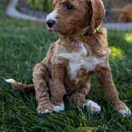 Goldendoodle Puppies from Teresa Carlson