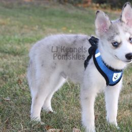 Simon - Merle male Pomsky puppy in Centerville, Iowa from LJ Kennels Pomskies, LLC