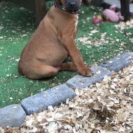Rhodesian Ridgeback Puppies from Lionlamb Ridgebacks