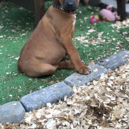 Rhodesian Ridgeback Puppies from Lionlamb Ridgebacks