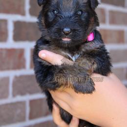 Pink Collar - Sable female German Shepherd puppy in Mount Vernon, Missouri from German Haus German Shepherds LLC