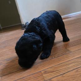 Felise - Black female Giant Schnauzer puppy in Helena, Alabama from The Copper Cottage Canines LLC