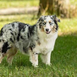 June - Australian Shepherd