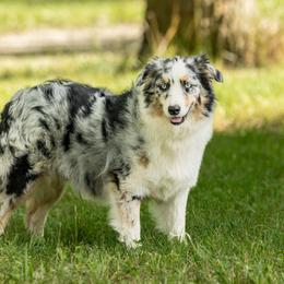 June - Australian Shepherd