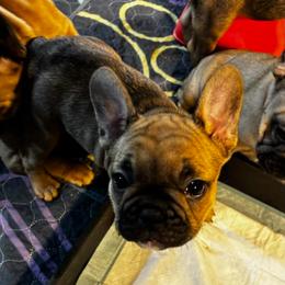 Rumiko - Fawn female French Bulldog puppy in Neenah, Wisconsin from Mimosa Acres French Bulldogs LLC