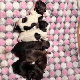 Shihpoo puppies from Angel babies