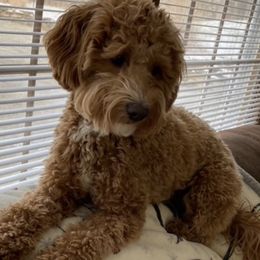 Hope - Goldendoodle
