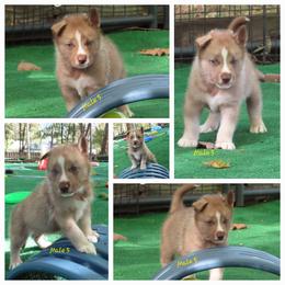 Faolan Male 5 - Red and white male Siberian Husky puppy in Hiawassee, Georgia from Chastains Huskies