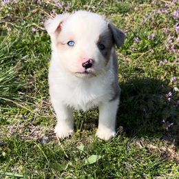 Girl 1 - Miniature Australian Shepherd puppy in Redfield, Kansas from CY Ranch Aussies