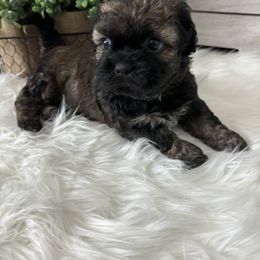 Shih Tzu Puppies from Riley Family Kennel