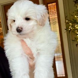 Zion - Fawn and white male Sheepadoodle puppy in Roseburg, Oregon from Sharon’s Sheepadoodle’s
