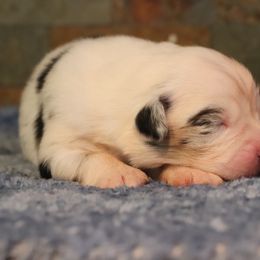 Shiny - Blue merle female Miniature Australian Shepherd puppy in Goliad, Texas from Sassy Lil Aussies and Diamond W Poodles