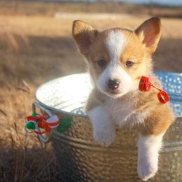 Pembroke Welsh Corgi Puppies from Loves Classic Corgis