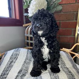 Snoop - Black and white male Bernedoodle puppy in Riverside, California from Wimbledon Bernedoodles