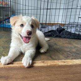 Hummus - White and gold male Border Collie puppy in Franklin, Maine from Broad Meadow Borders