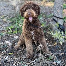 Mocha - Goldendoodle