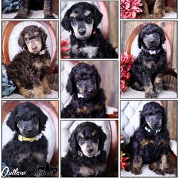 Poodle Puppies from Outlaw Canines