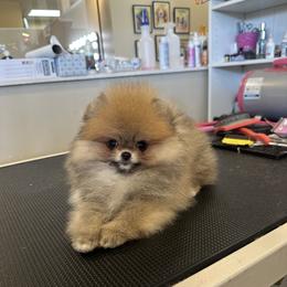 Pomeranian Puppies from Eelan’s Poms