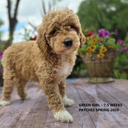 Green Girl - Apricot female Goldendoodle puppy in Coppell, Texas from Bethel Stream Goldendoodles