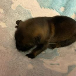 Male 6 - Sable male German Shepherd puppy in Effingham County, Illinois from Delaney Working Dogs