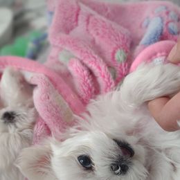 Companion Cross, Mal-Shi, Maltese, Maltipoo, Morkie, and Shih Tzu Puppies from Seeking Shalom Acres Maltese, Maltipoos & Havamalts