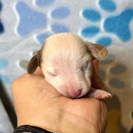 Candy - Piebald female Dachshund puppy in Moreno Valley, California from Purpleheart_doxiess