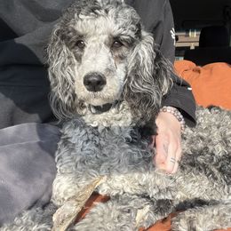 Aussiedoodles and Miniature Australian Shepherds from Braxton’s Buddies