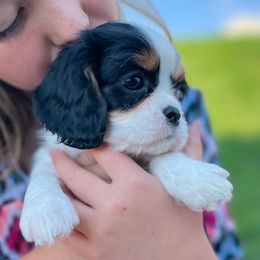 Muffin - Tri-color Cavalier King Charles Spaniel puppy in Tremonton, Utah from Sage Hill Cavaliers