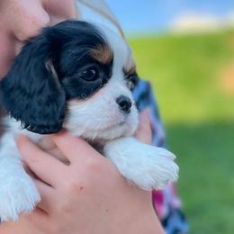 Muffin - Tri-color Cavalier King Charles Spaniel puppy in Tremonton, Utah from Sage Hill Cavaliers