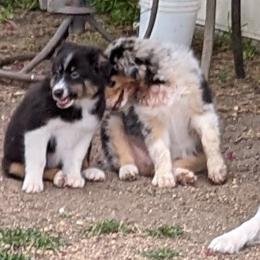 "Hera & Ryerson" Australian Shepherd Puppies from Firelight Australian Shepherds