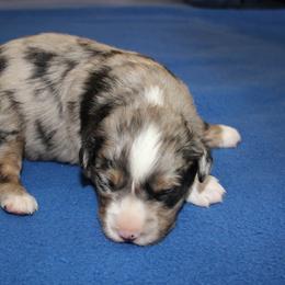 Lupin - Blue merle male Miniature American Shepherd puppy in Hillsdale, Michigan from Faithwalk Aussies and Mini American Shepherds