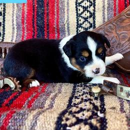 Australian Cattle Dog, Australian Shepherd, Companion Cross, and Miniature Australian Shepherd Puppies from MK Aussies