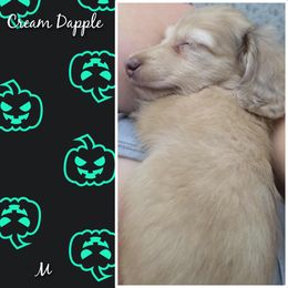 Dachshund Puppies from Brandys Pups