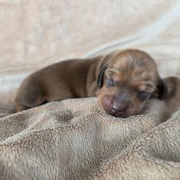 Hardy - Sable male Dachshund puppy in Signal Mountain, Tennessee from Hot Diggity Doxens