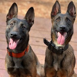 Dutch Shepherds from Ironcore K9