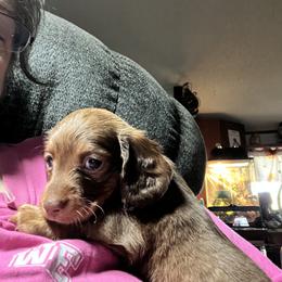 Dachshund Puppies from The Weenie Herd Mom
