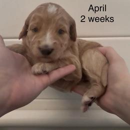 April - Apricot female Goldendoodle puppy in Suring, Wisconsin from Black Oak Doodles