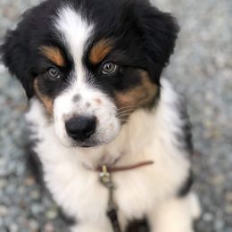 Australian Shepherd Puppies from Middle Fork Australian Shepherds