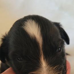Patience - Black tri-color female Australian Shepherd puppy in Bangs, Texas from Red Wagon Aussies