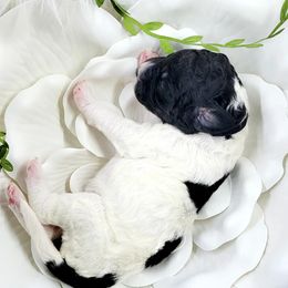 Bernedoodle Puppies from St. Louis Doodle Ranch