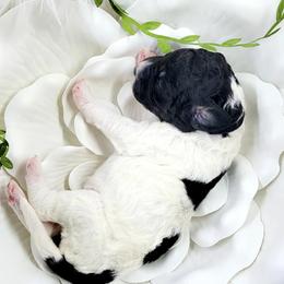 Bernedoodle Puppies from St. Louis Doodle Ranch