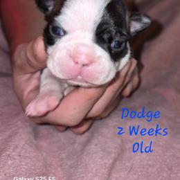 Dodge - Black brindle and white male Boston Terrier puppy in Colorado Springs, Colorado from M&Bs Boston Terriers
