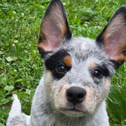 Knox - Blue speckled male Australian Cattle Dog puppy in Knoxville, Tennessee from Shada Australian Cattle Dogs