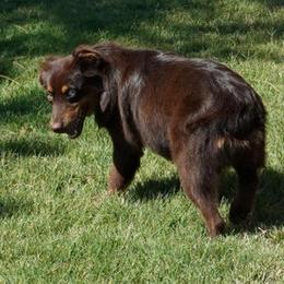 Jada blue eye - Red tri male Miniature Australian Shepherd puppy in Lawton, Oklahoma from Lindsey’s Aussies