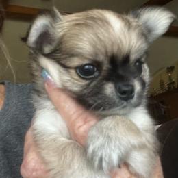 Rocket.      5500 - Fawn and white male Chihuahua puppy in Tecumseh, Oklahoma from Callie’s Happy Chihuahuas, Callie’s Happy Treasures LLC