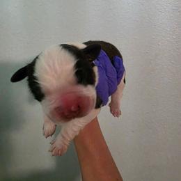 Griffon - Mahogany and white male Saint Bernard puppy in Brandon, South Dakota from Split Rock Saints