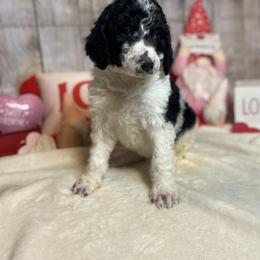 Hank - Parti Poodle puppy in Clinton, Tennessee from Melton’s Poodles and Newfs