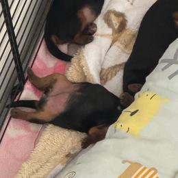 Anna - Black and tan female Yorkshire Terrier puppy in Morrison, Colorado from CDA Heavenly Yorkies
